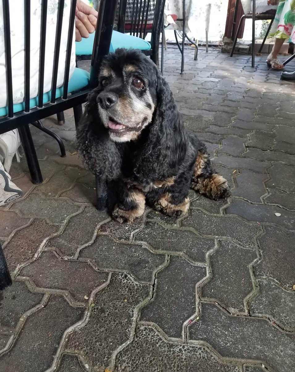 Dog-Friendly Patio at Crepe Town Cafe